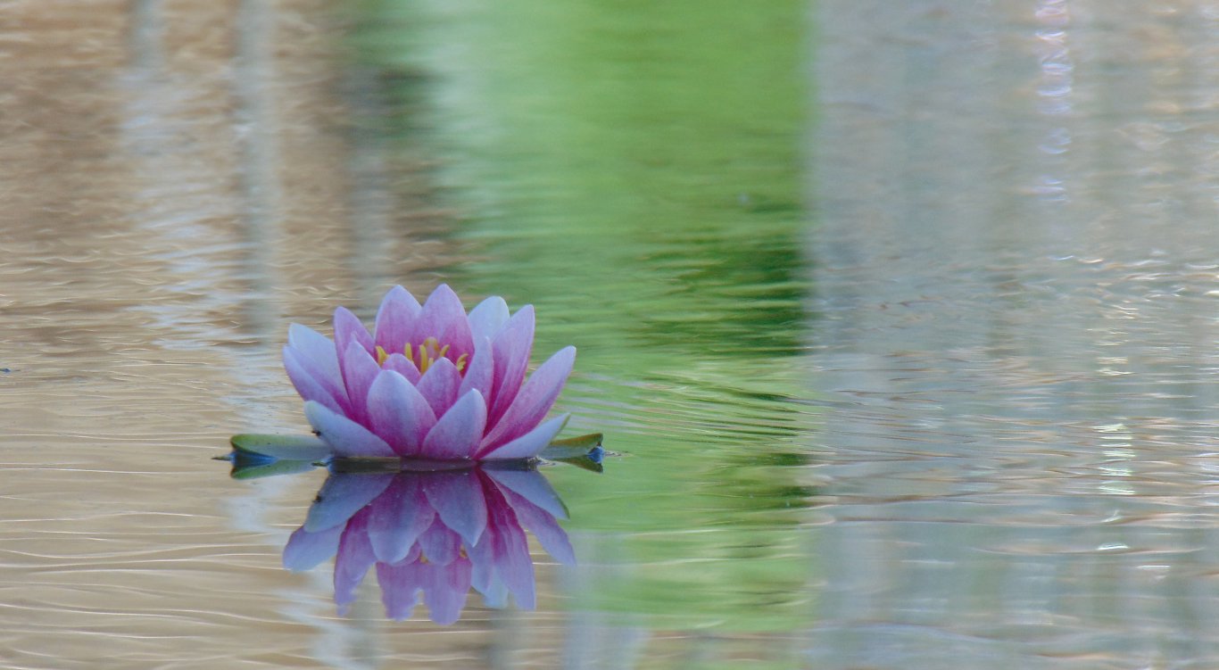 original lotus resized